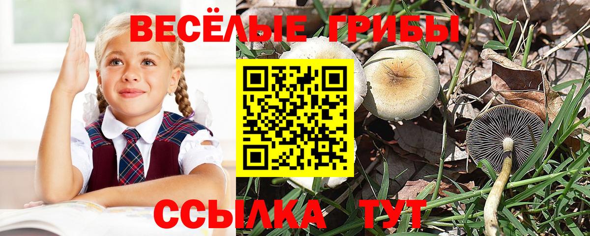 Галлюциногенные грибы Cubensis  Псилоцибиновые грибы MAGIC MUSHROOMS  где продают   Вход с VPN  Калининград 